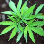 Jackson County legislator focuses attention on mushrooming illegal cannabis trade