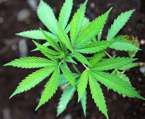 Jackson County legislator focuses attention on mushrooming illegal cannabis trade