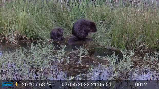 Oregon increasing beaver protections to help salmon, slow wildfires